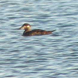 Surf Scoter Baytown by Howard Smith Surf Scoter Baytown