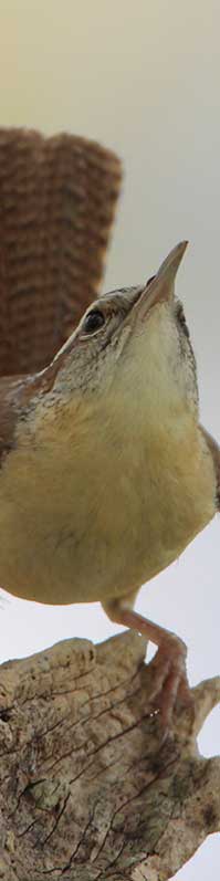 Carolina_Wren.jpg