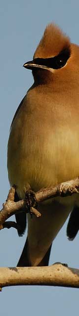 Cedar_Waxwing.jpg