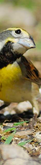 Dickcissel.jpg