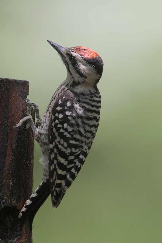 Ladder-backed_Woodpecker.jpg