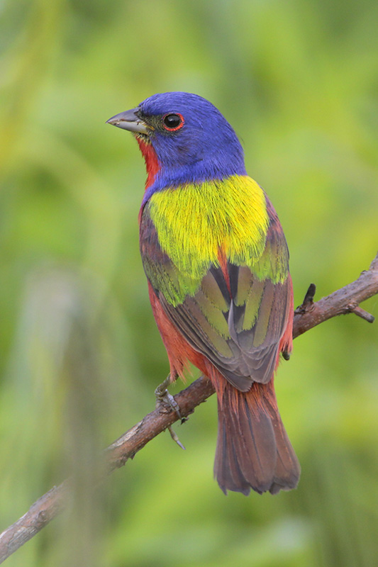 Painted_Bunting.jpg