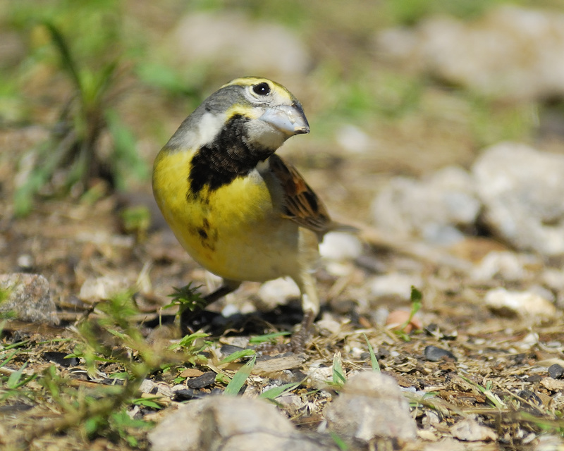 Dickcissel.jpg