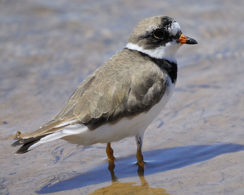 Semipalmated_Plover.jpg