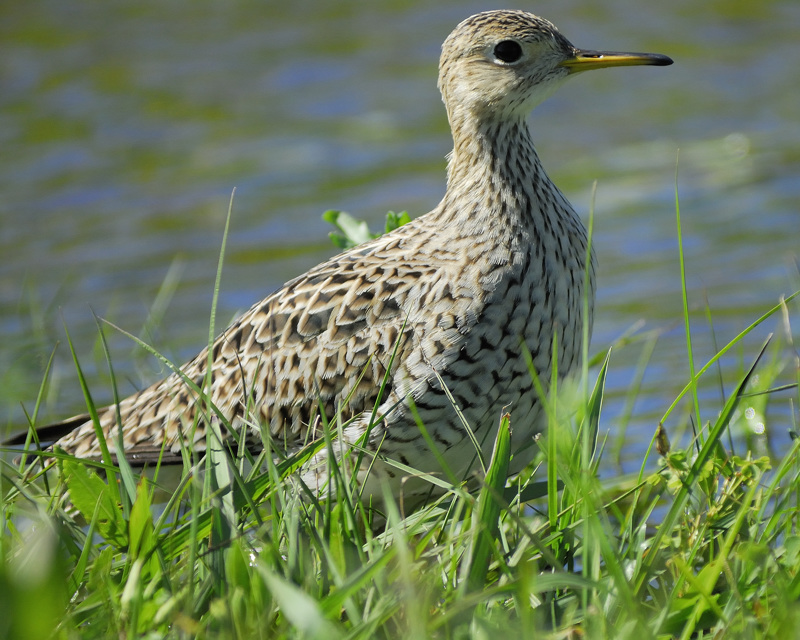 Upland_Sandpiper.jpg